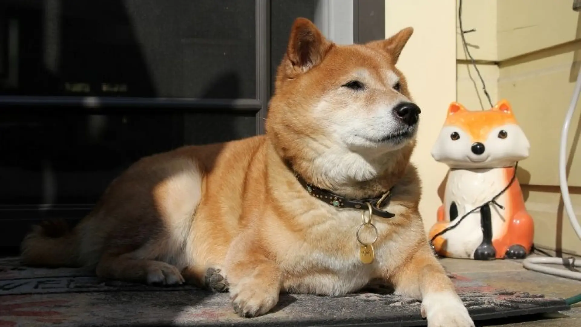 Dogecoin tardó 6 veces más que shiba inu en llegar a los 12 millones